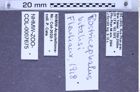 Etiketten zu Rostricephalus vitalisi (NHMW-ZOO-COL-0007675)
